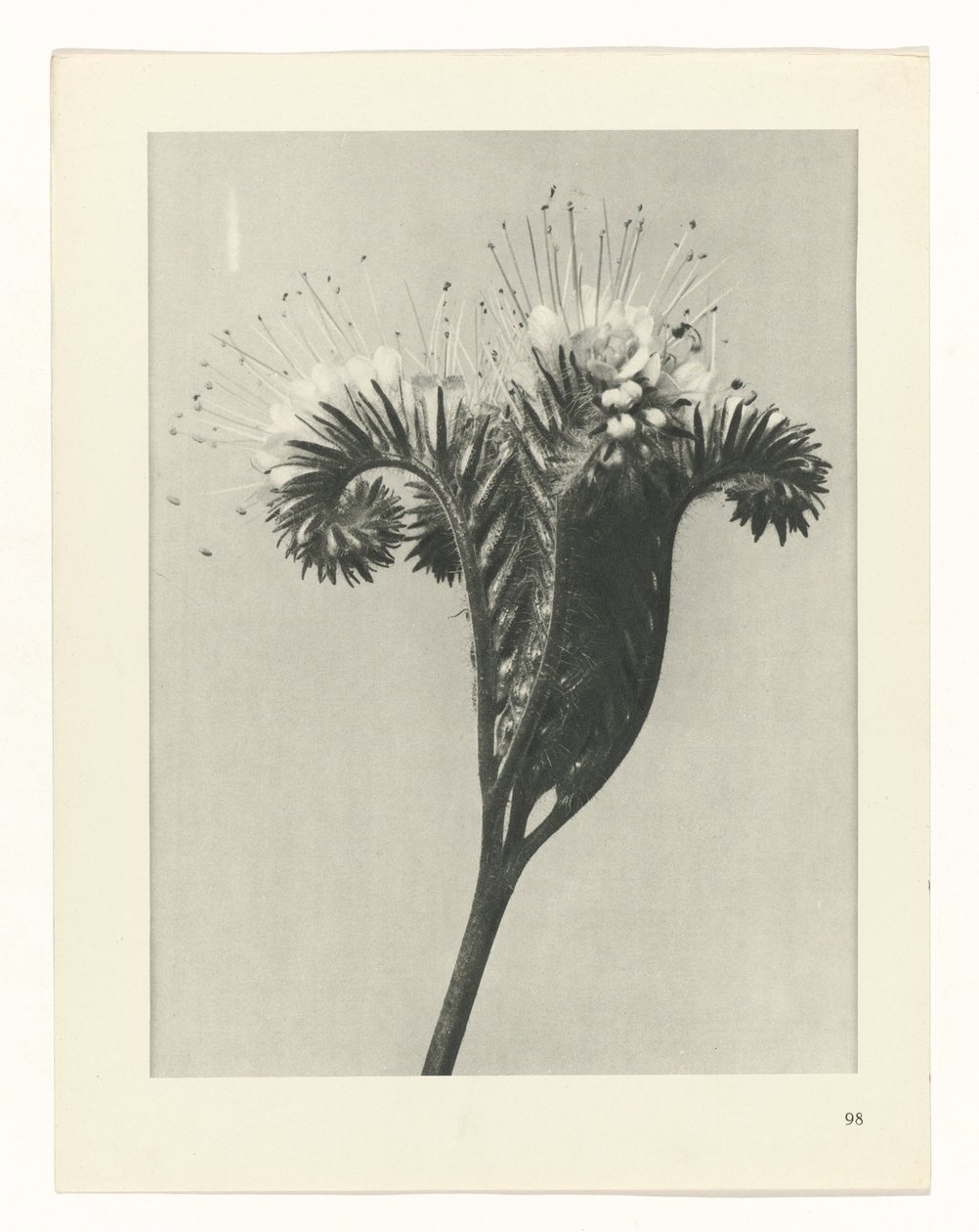 planlægge undersøgelse Arketyper af kunst (serietitel) af Karl Blossfeldt