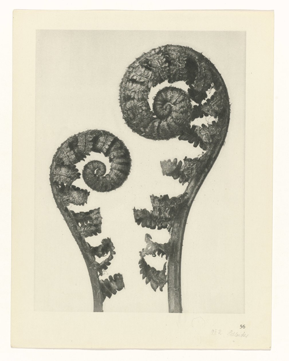 planlægge undersøgelse Arketyper af kunst (serietitel) af Karl Blossfeldt