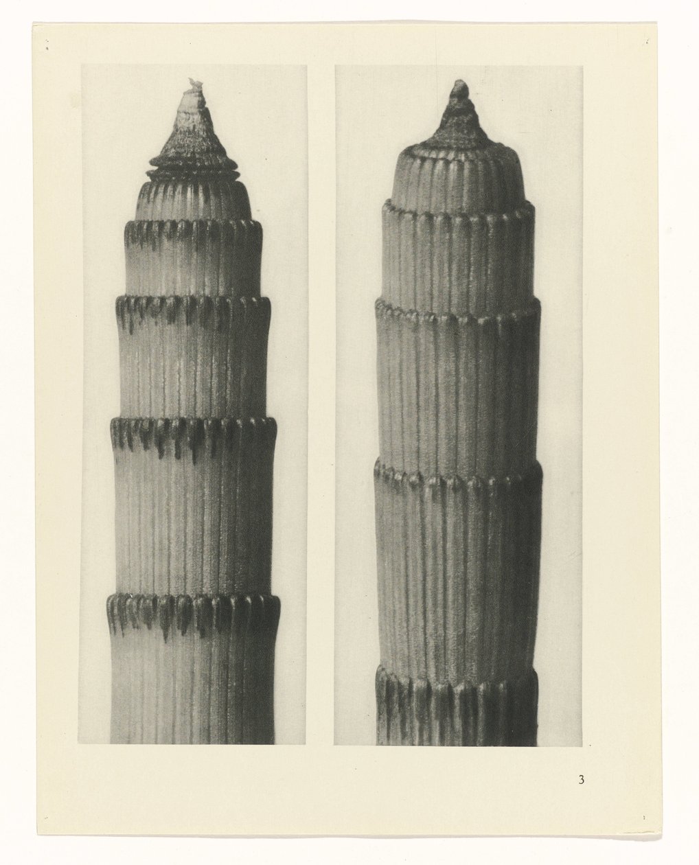planlægge undersøgelse Arketyper af kunst (serietitel) af Karl Blossfeldt