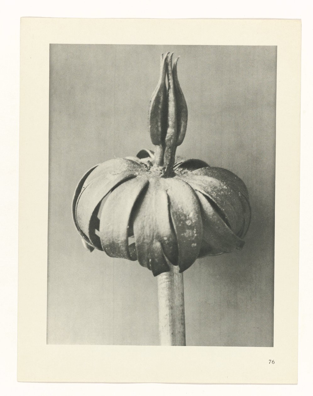planlægge undersøgelse Arketyper af kunst (serietitel) af Karl Blossfeldt