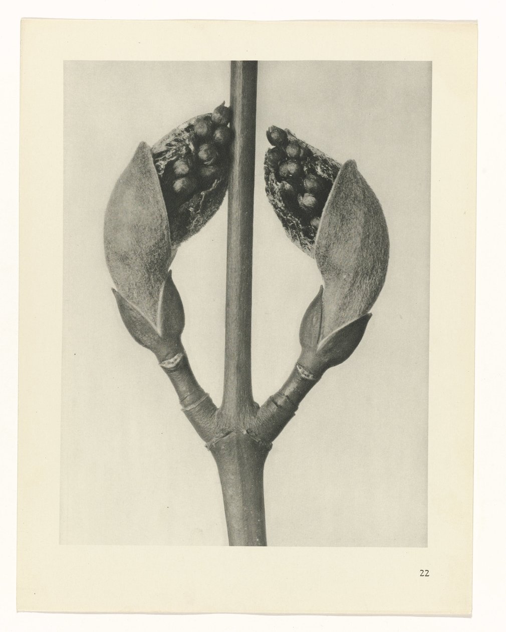 planlægge undersøgelse Arketyper af kunst (serietitel) af Karl Blossfeldt