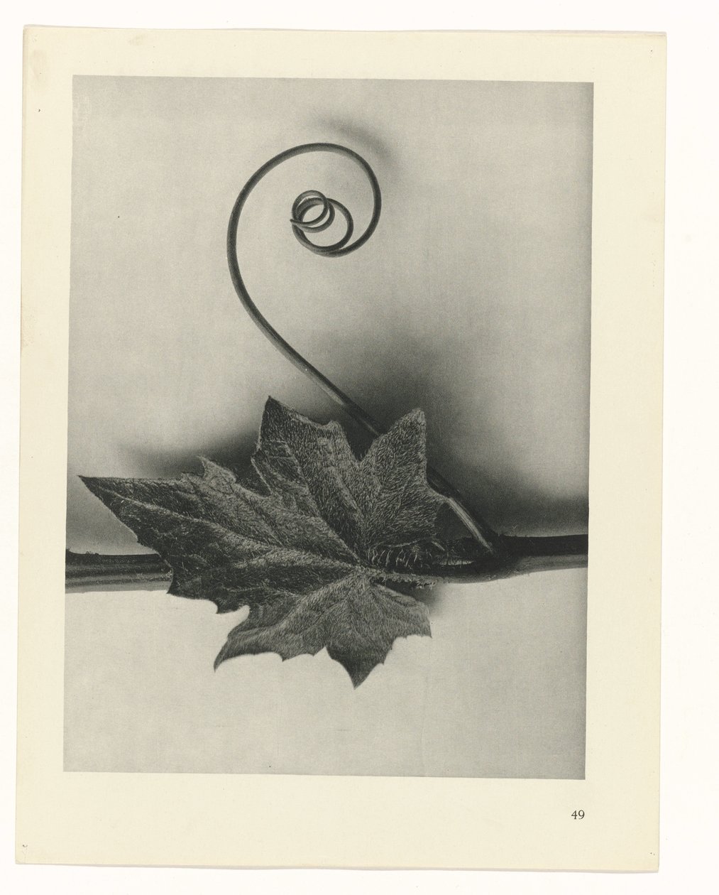planlægge undersøgelse Arketyper af kunst (serietitel) af Karl Blossfeldt