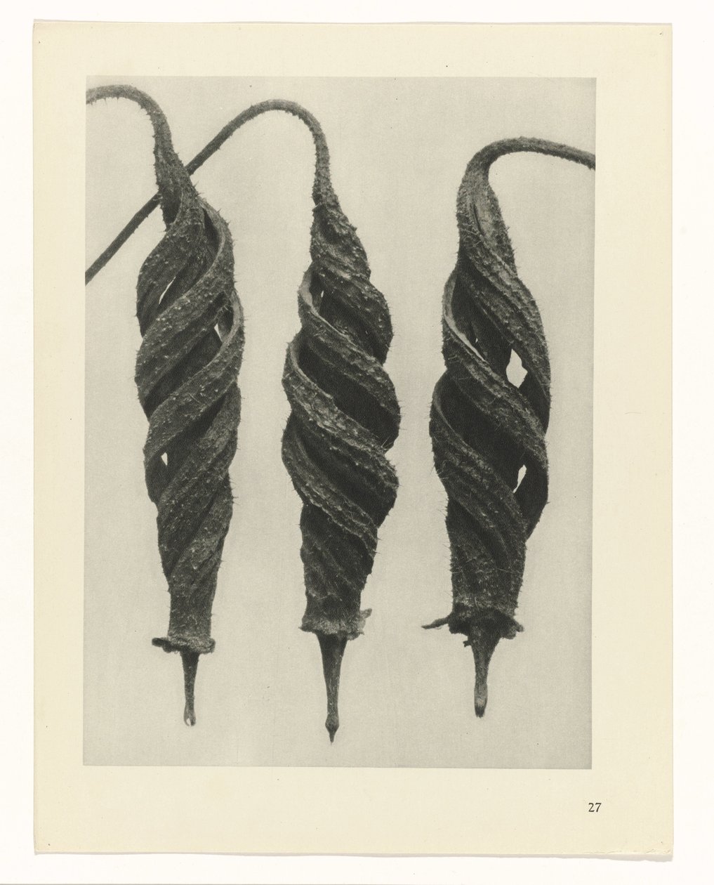 planlægge undersøgelse Arketyper af kunst (serietitel) af Karl Blossfeldt
