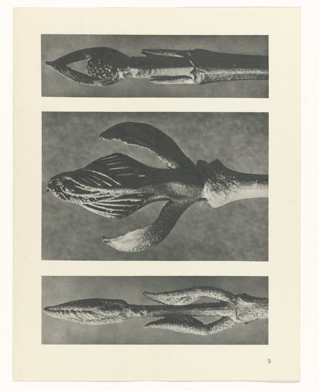 planlægge undersøgelse Arketyper af kunst (serietitel) af Karl Blossfeldt