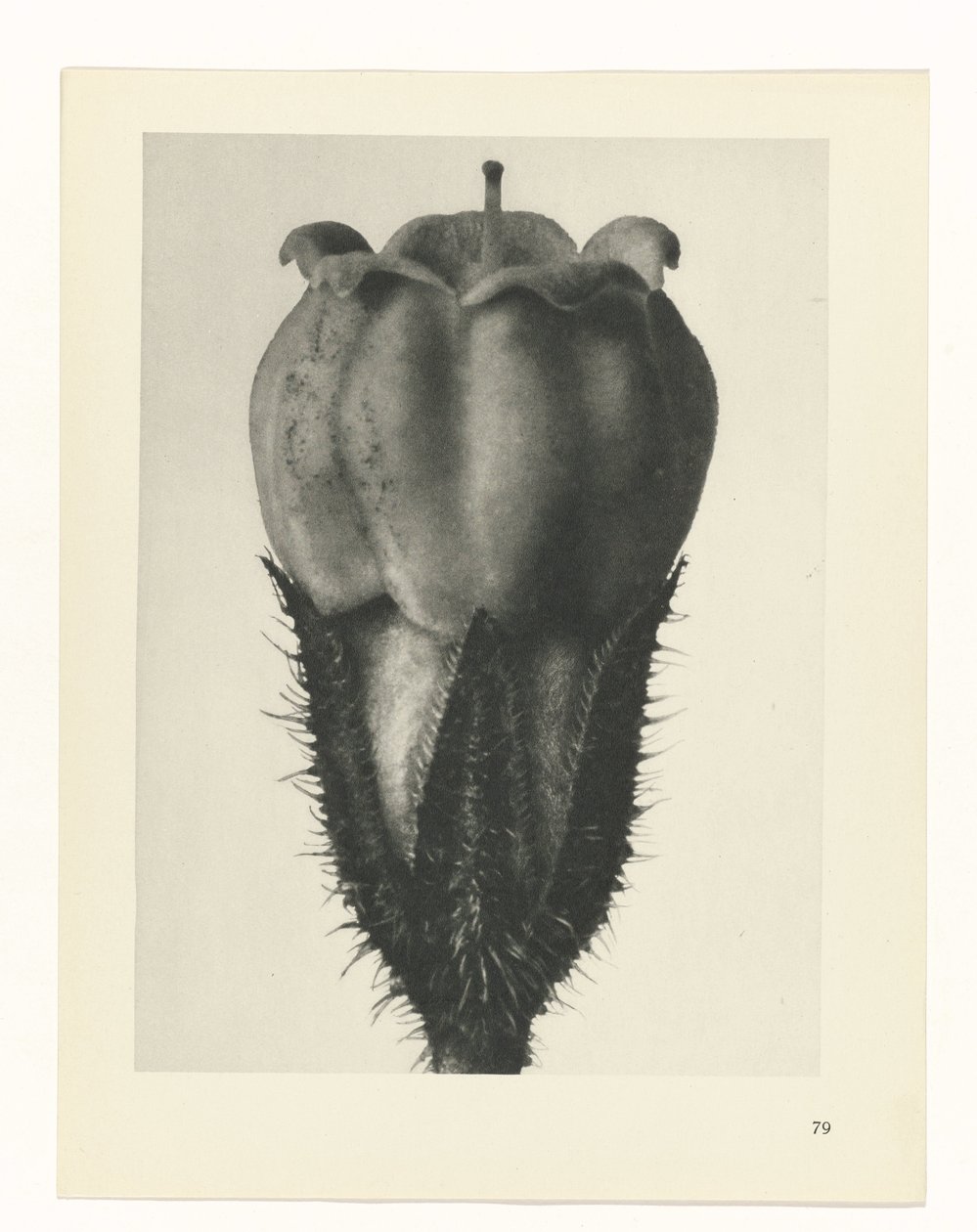 planlægge undersøgelse Arketyper af kunst (serietitel) af Karl Blossfeldt