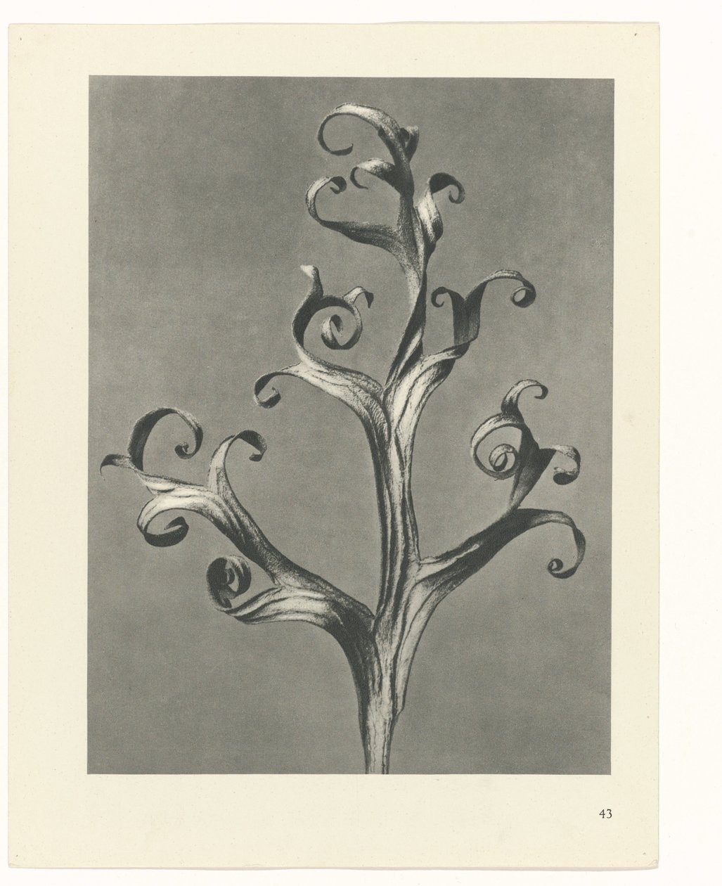 planlægge undersøgelse Arketyper af kunst (serietitel) af Karl Blossfeldt