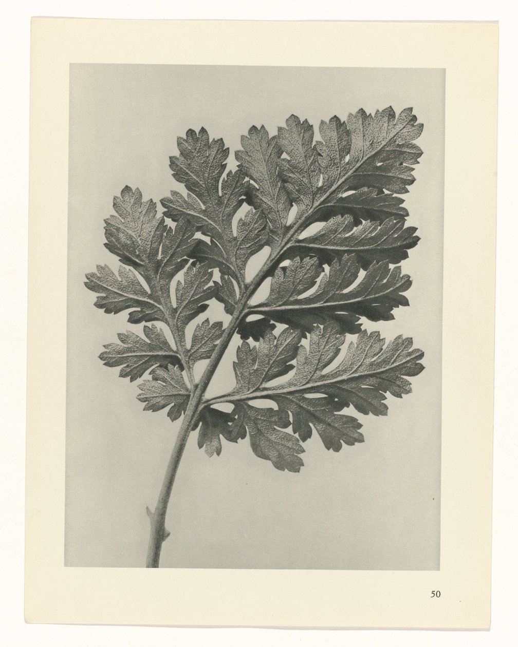 planlægge undersøgelse Arketyper af kunst (serietitel) af Karl Blossfeldt