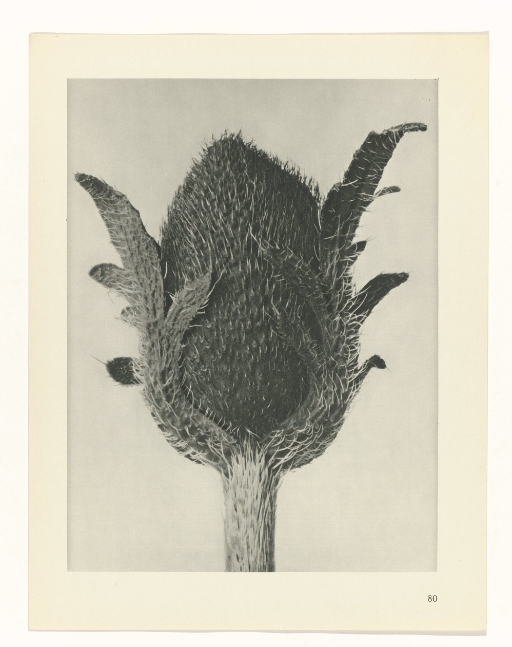 planlægge undersøgelse Arketyper af kunst (serietitel) af Karl Blossfeldt