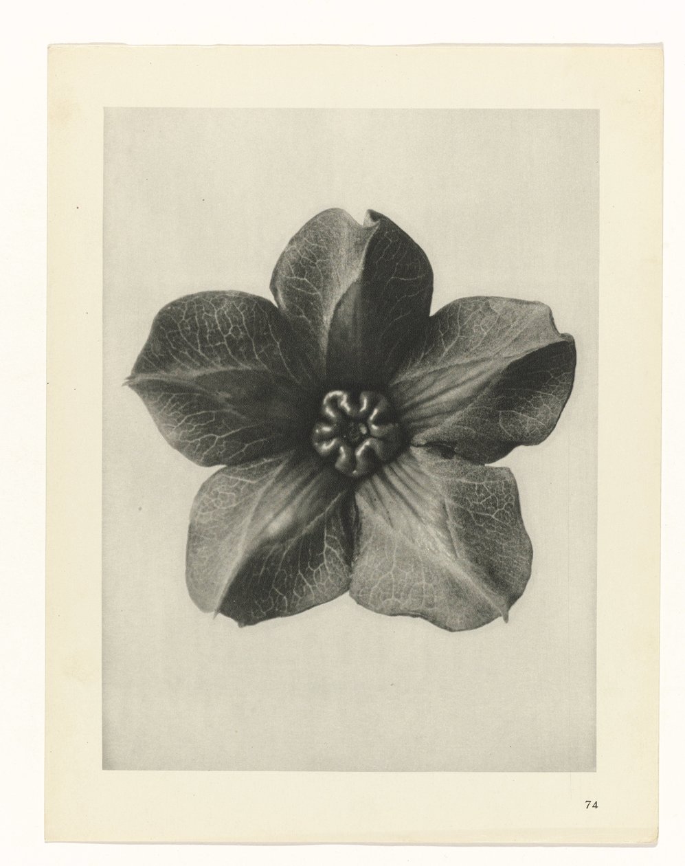 planlægge undersøgelse Arketyper af kunst (serietitel) af Karl Blossfeldt