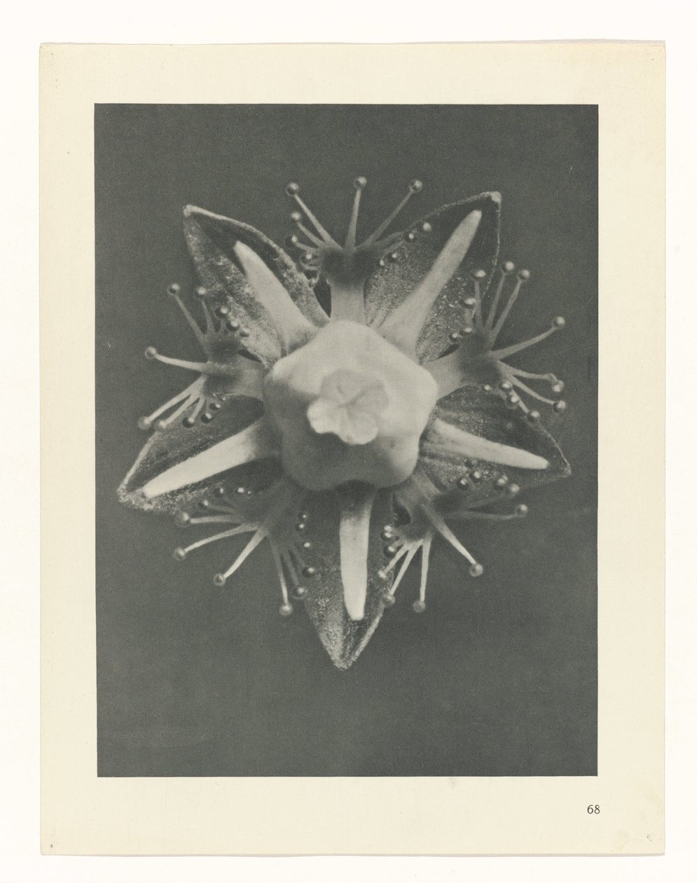 planlægge undersøgelse Arketyper af kunst (serietitel) af Karl Blossfeldt