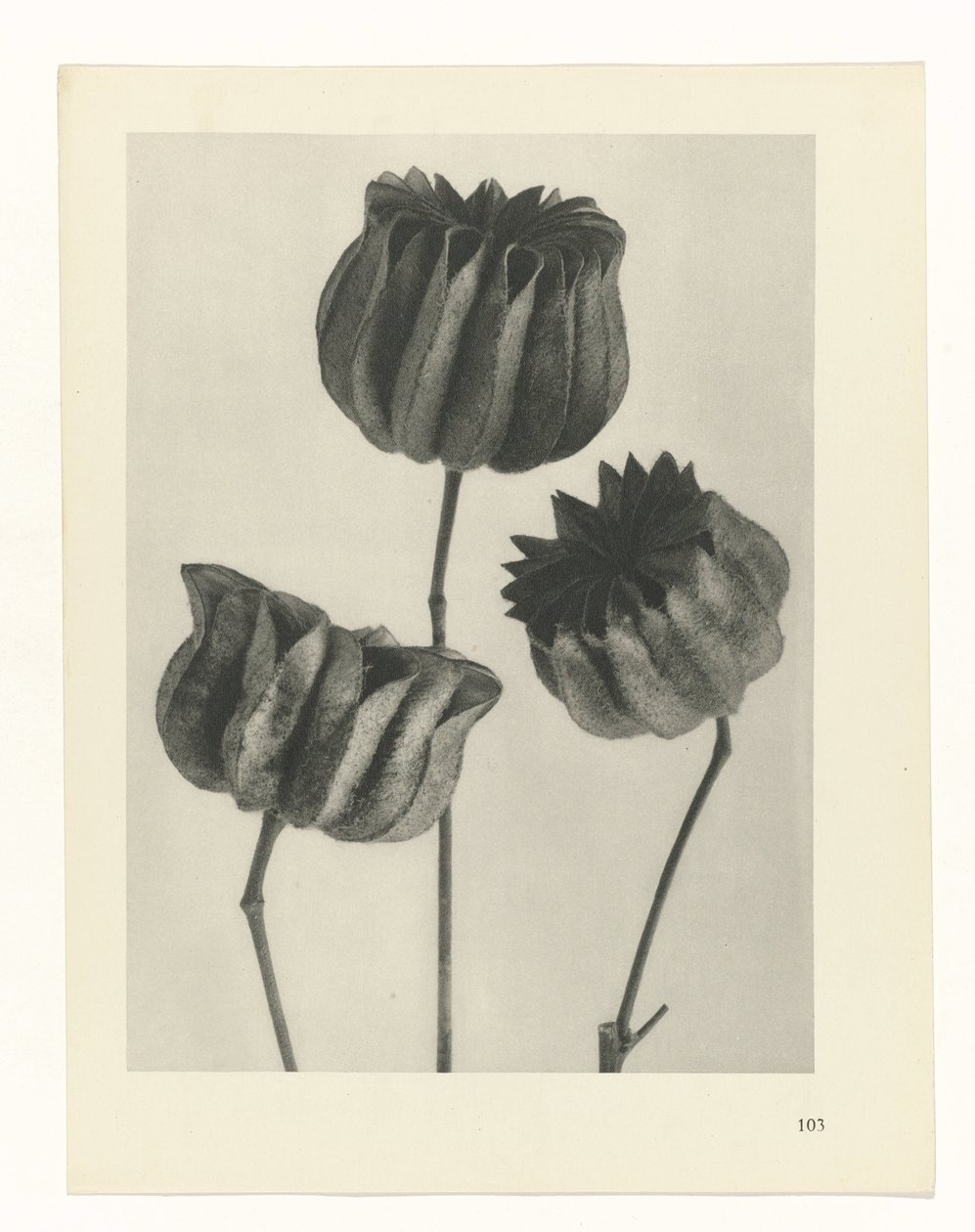 planlægge undersøgelse Arketyper af kunst (serietitel) af Karl Blossfeldt