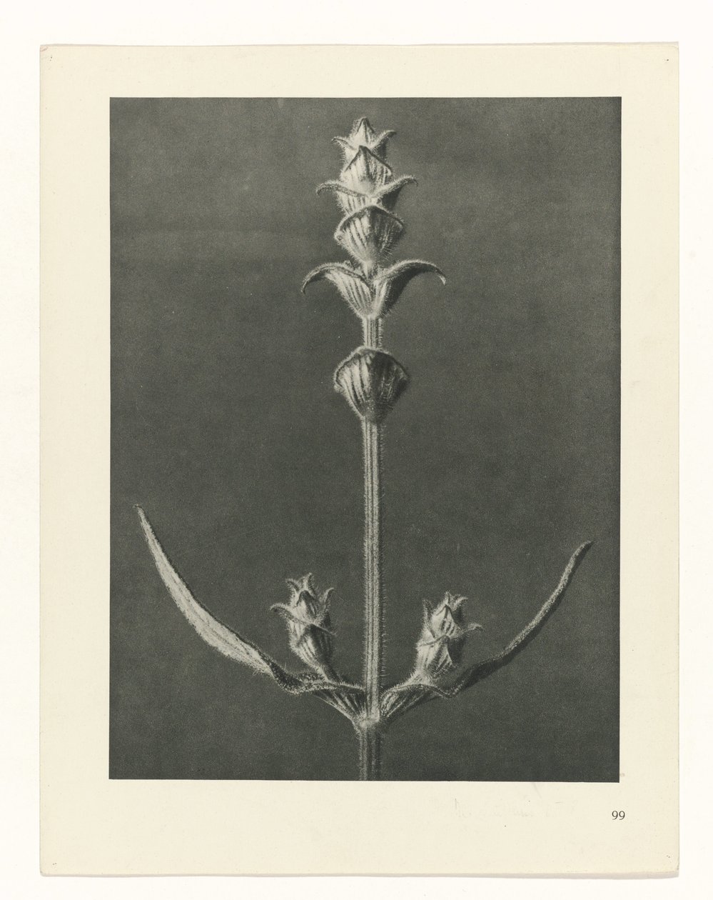 planlægge undersøgelse Arketyper af kunst (serietitel) af Karl Blossfeldt