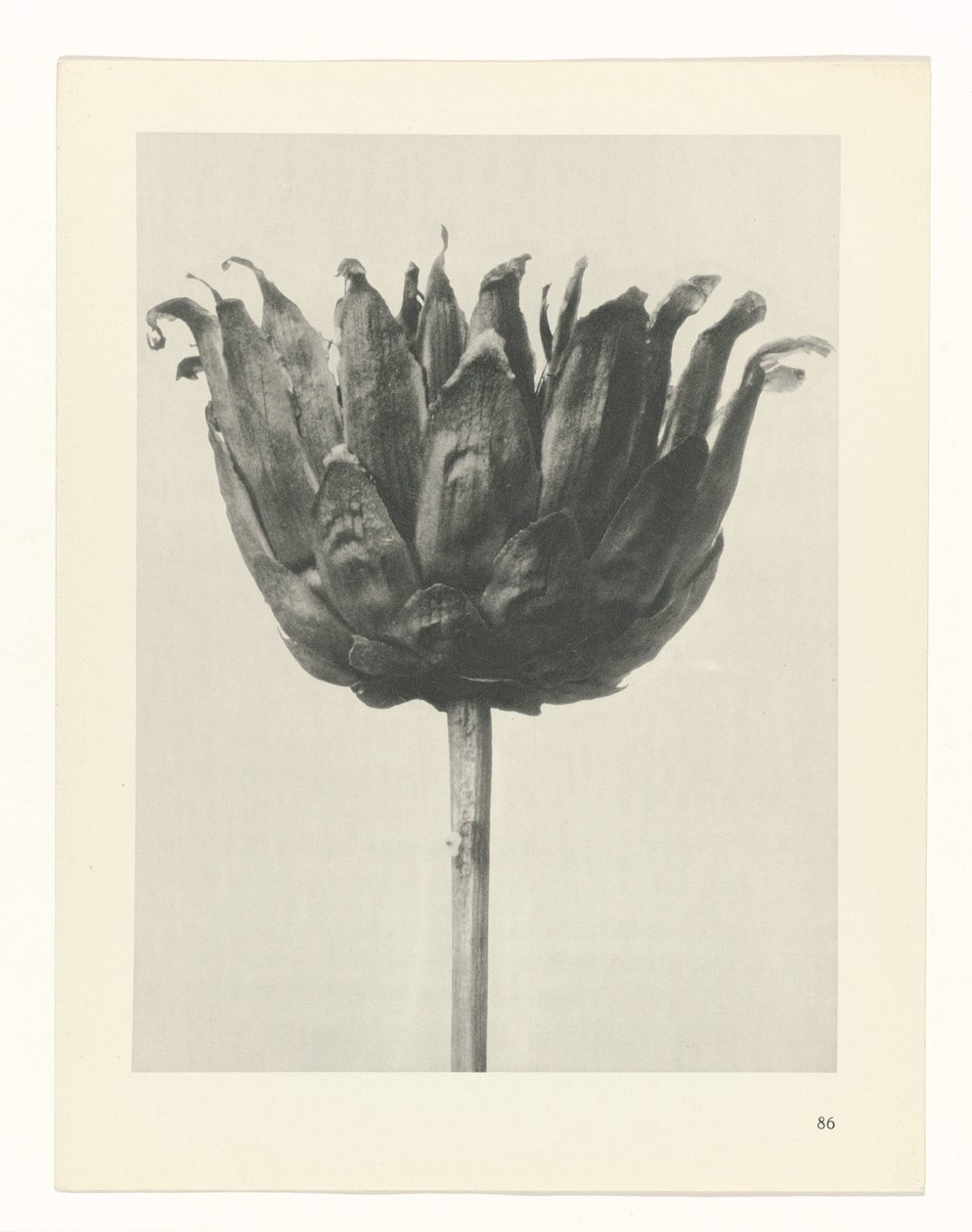 planlægge undersøgelse Arketyper af kunst (serietitel) af Karl Blossfeldt