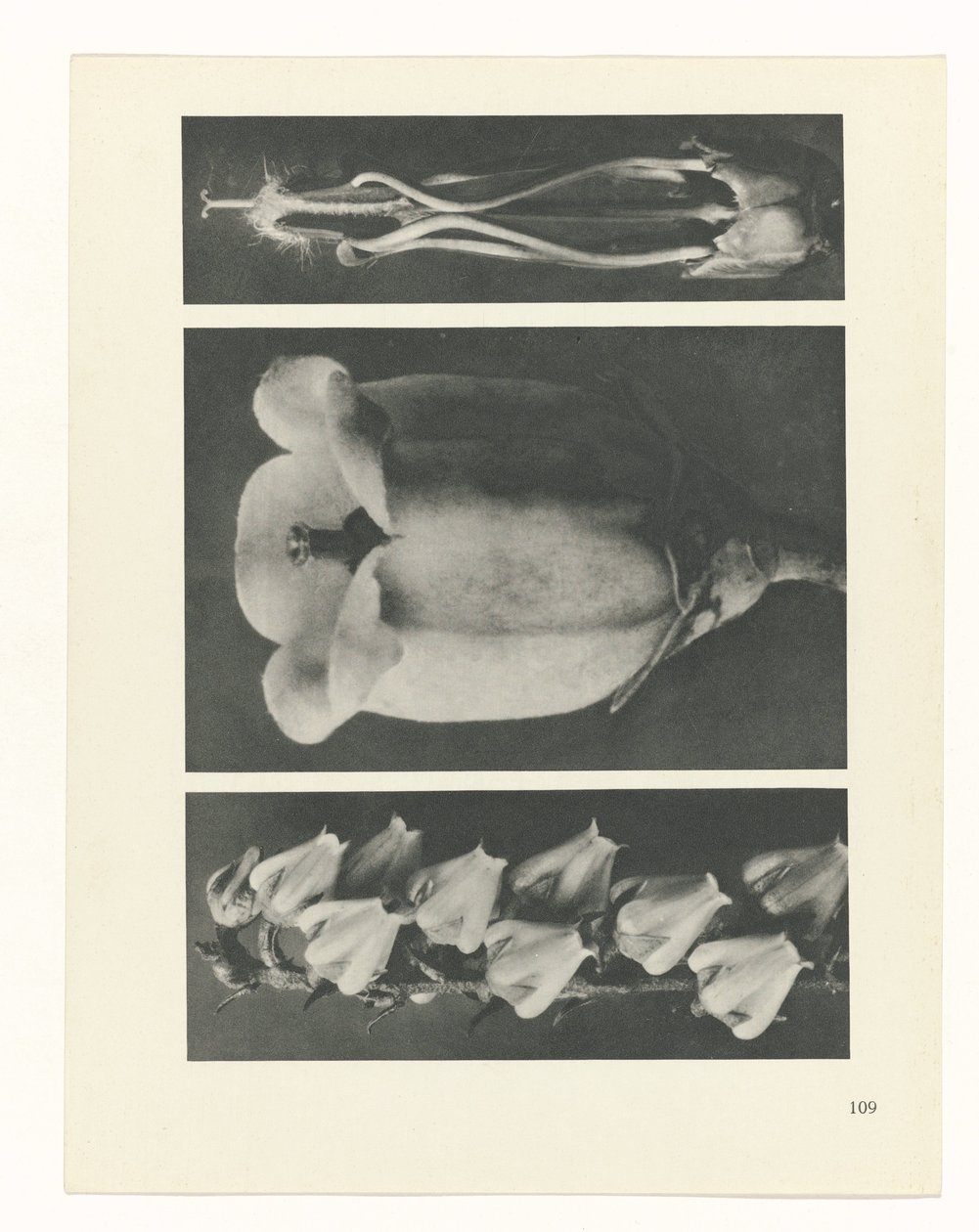planlægge undersøgelse Arketyper af kunst (serietitel) af Karl Blossfeldt