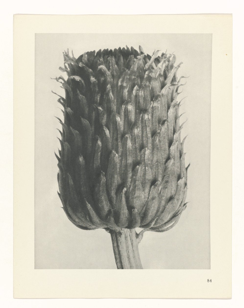 planlægge undersøgelse Arketyper af kunst (serietitel) af Karl Blossfeldt