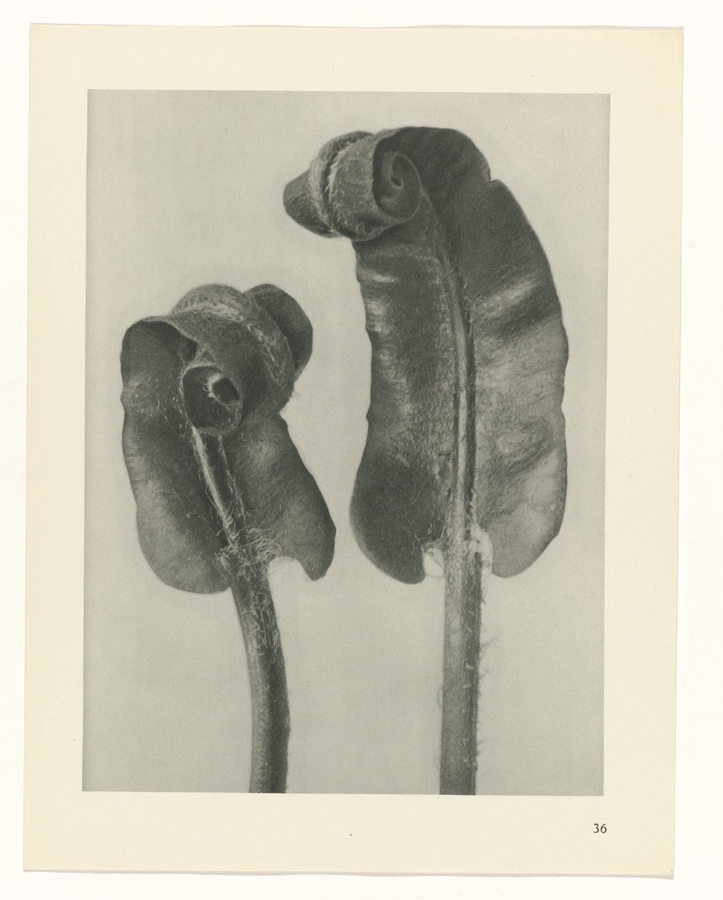 planlægge undersøgelse Arketyper af kunst (serietitel) af Karl Blossfeldt