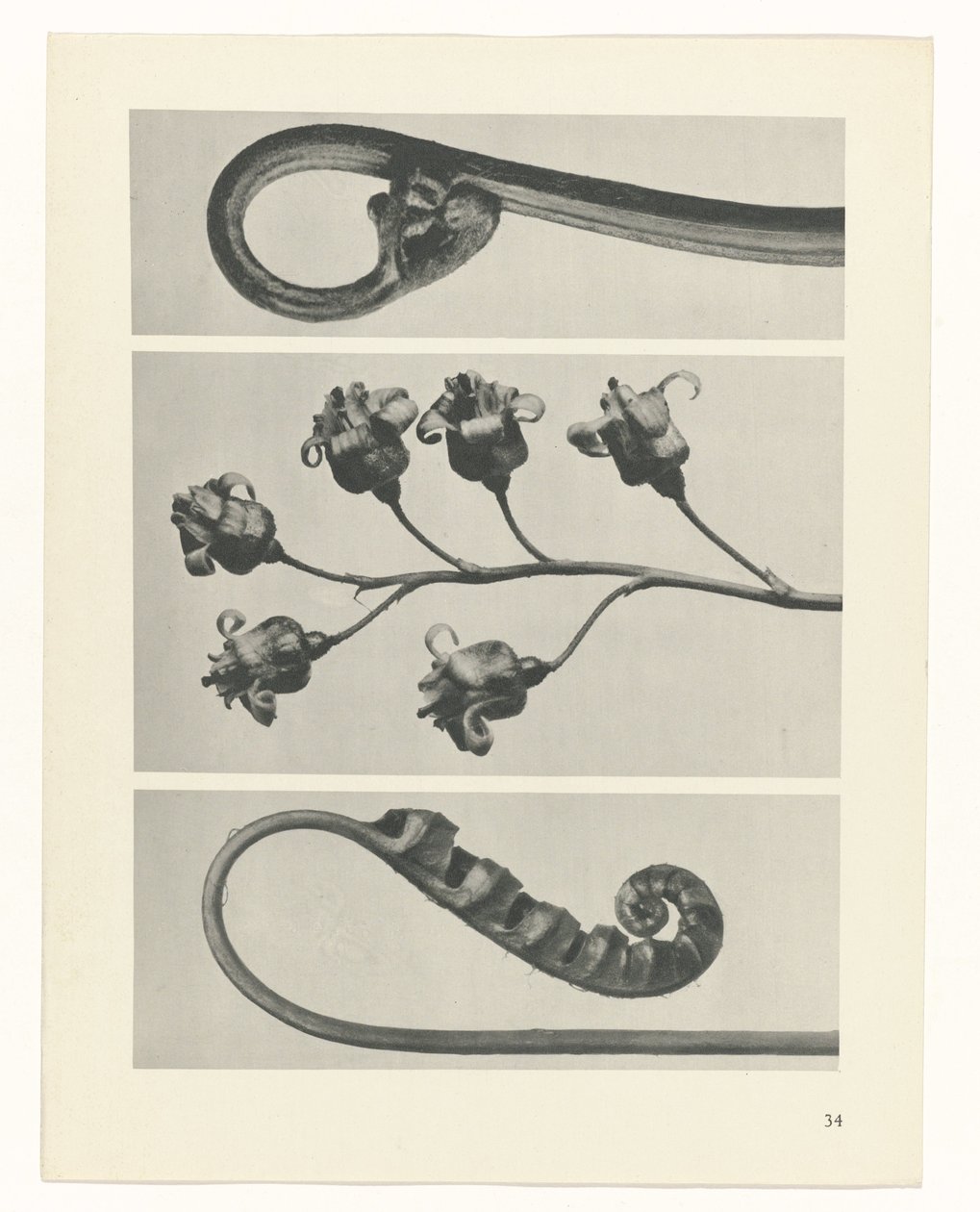 planlægge undersøgelse Arketyper af kunst (serietitel) af Karl Blossfeldt