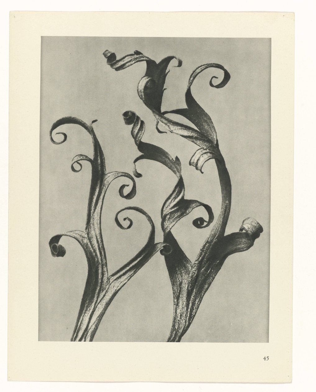 planlægge undersøgelse Arketyper af kunst (serietitel) af Karl Blossfeldt