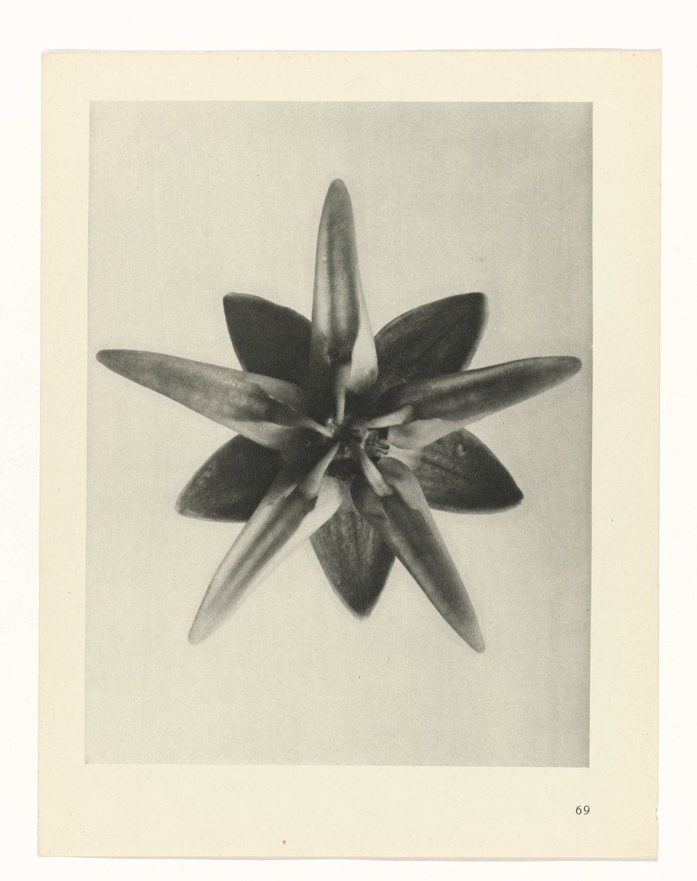 planlægge undersøgelse Arketyper af kunst (serietitel) af Karl Blossfeldt