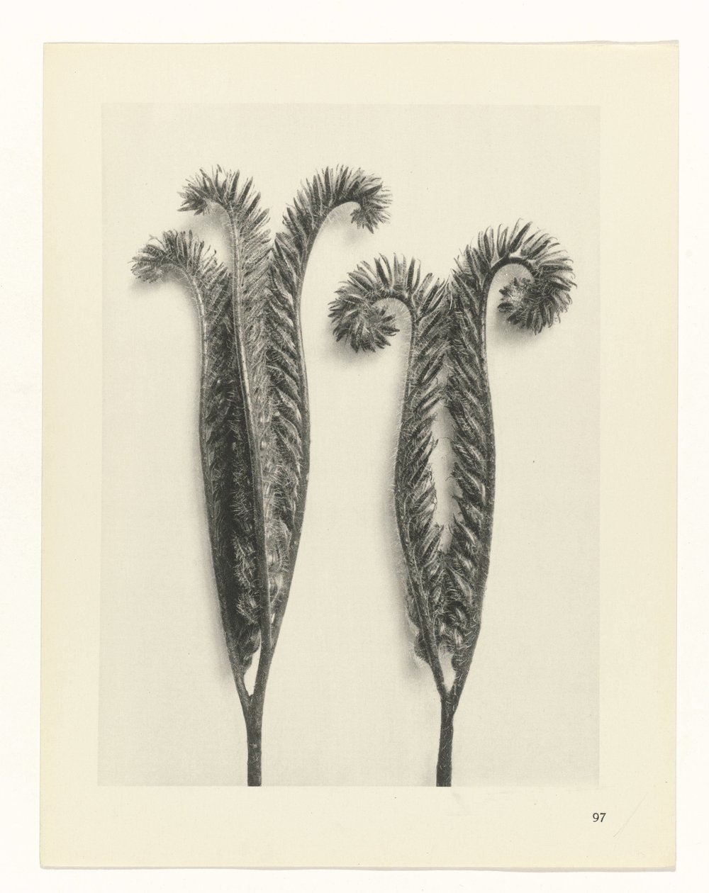 planlægge undersøgelse Arketyper af kunst (serietitel) af Karl Blossfeldt