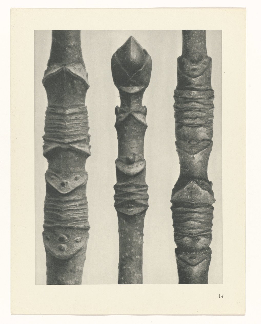 planlægge undersøgelse Arketyper af kunst (serietitel) af Karl Blossfeldt