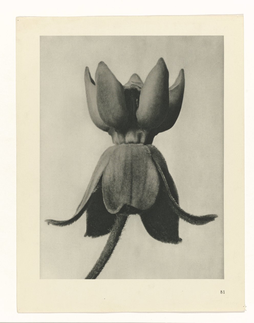 planlægge undersøgelse Arketyper af kunst (serietitel) af Karl Blossfeldt