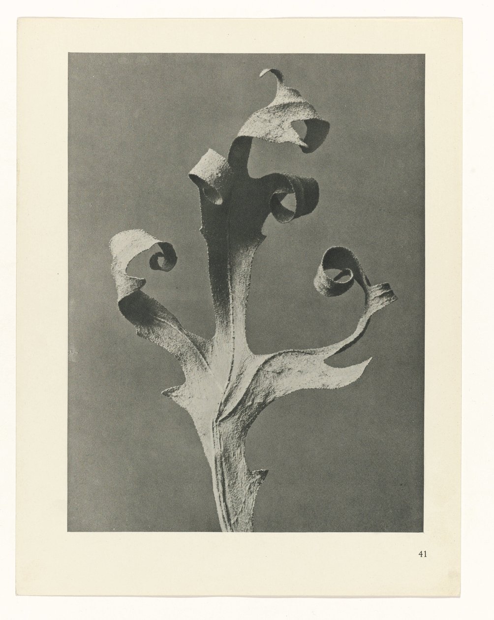 planlægge undersøgelse Arketyper af kunst (serietitel) af Karl Blossfeldt