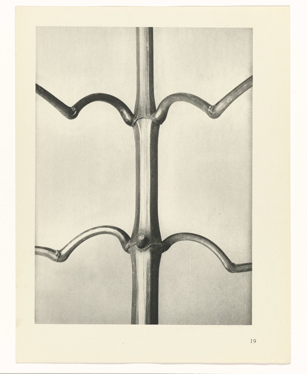 planlægge undersøgelse Arketyper af kunst (serietitel) af Karl Blossfeldt