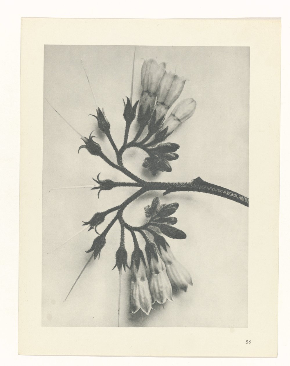 planlægge undersøgelse Arketyper af kunst (serietitel) af Karl Blossfeldt