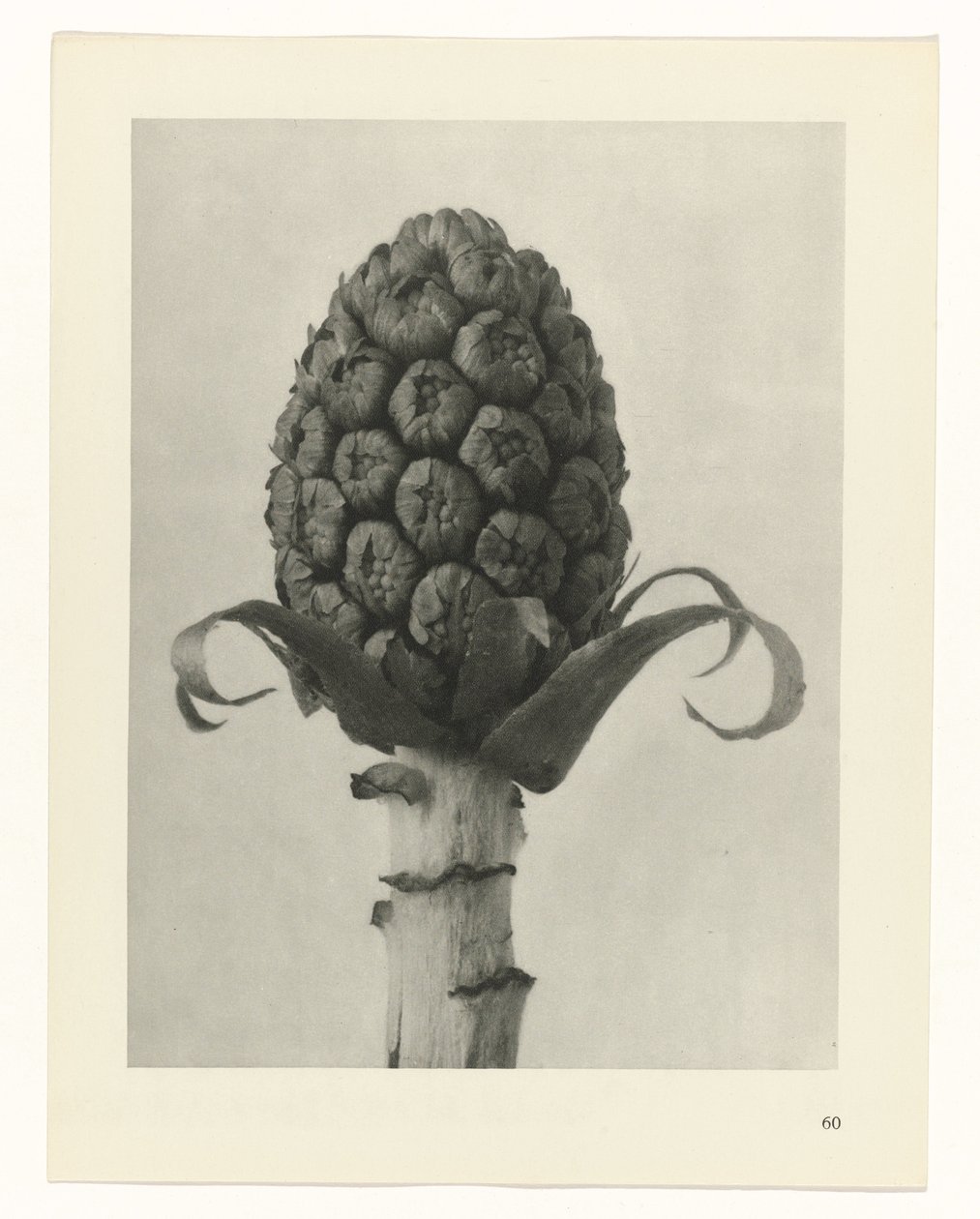 planlægge undersøgelse Arketyper af kunst (serietitel) af Karl Blossfeldt