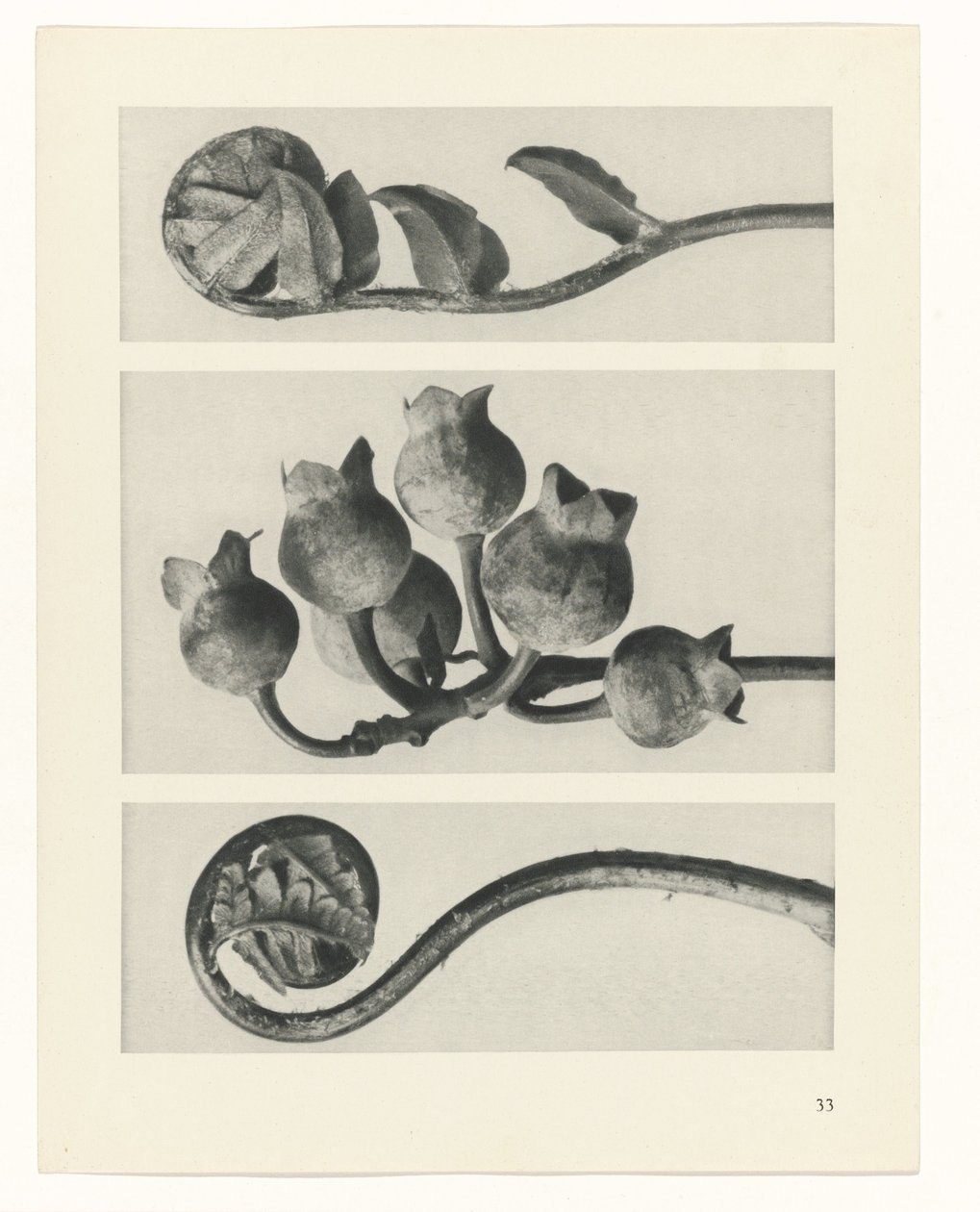planlægge undersøgelse Arketyper af kunst (serietitel) af Karl Blossfeldt
