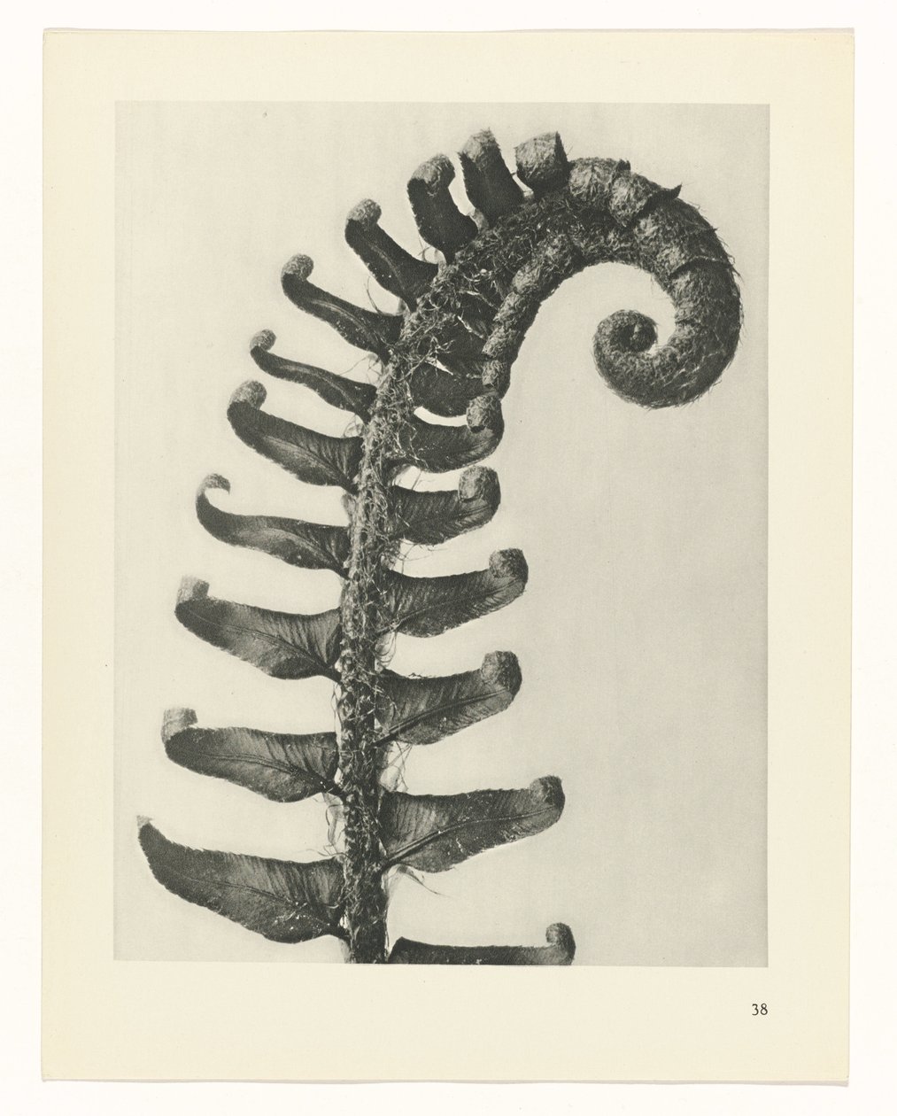 planlægge undersøgelse Arketyper af kunst (serietitel) af Karl Blossfeldt