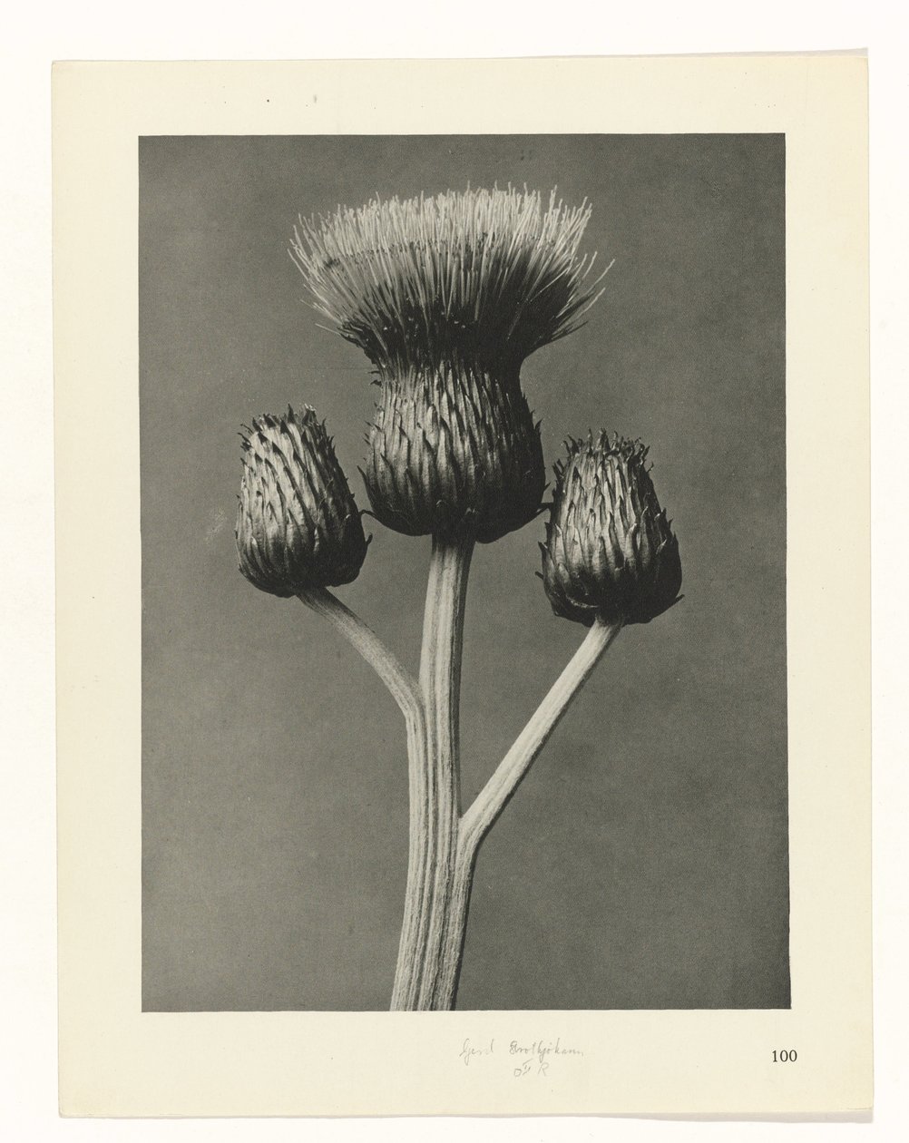 planlægge undersøgelse Arketyper af kunst (serietitel) af Karl Blossfeldt