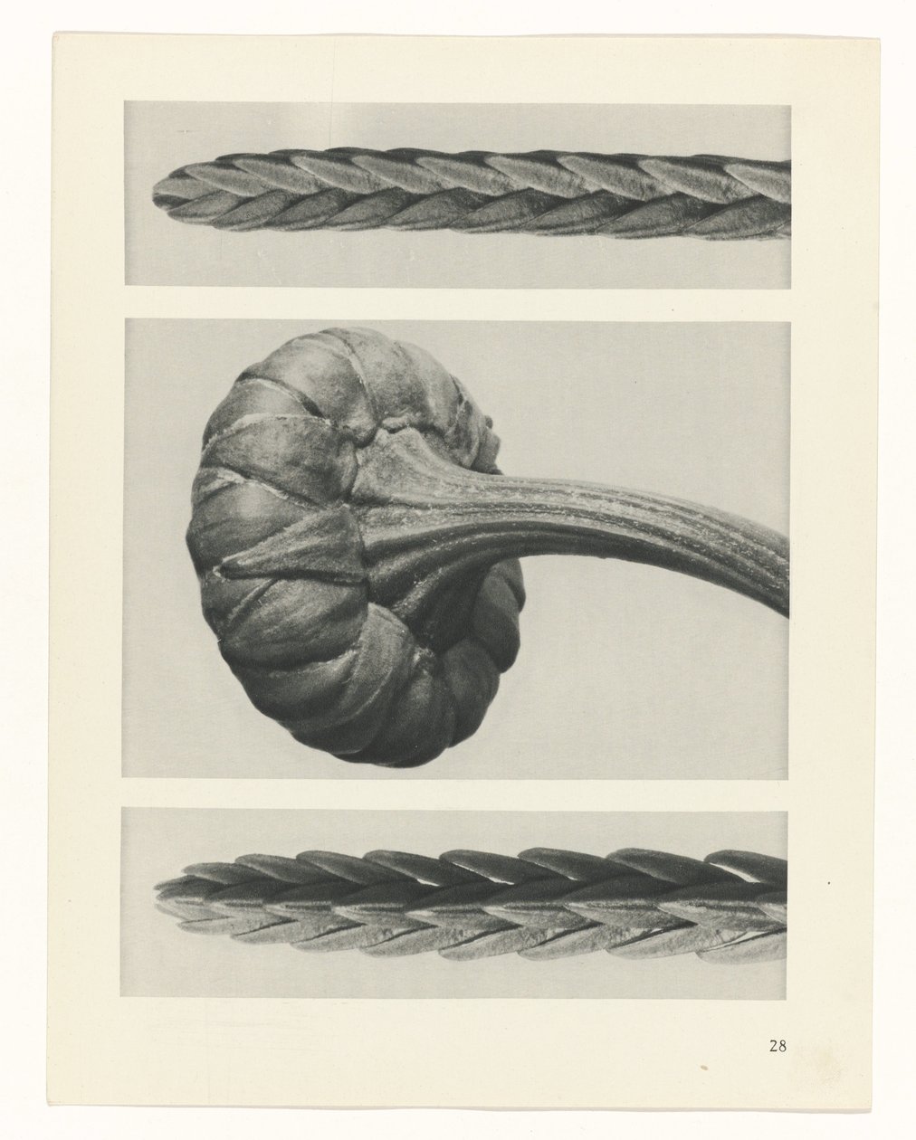 planlægge undersøgelse Arketyper af kunst (serietitel) af Karl Blossfeldt