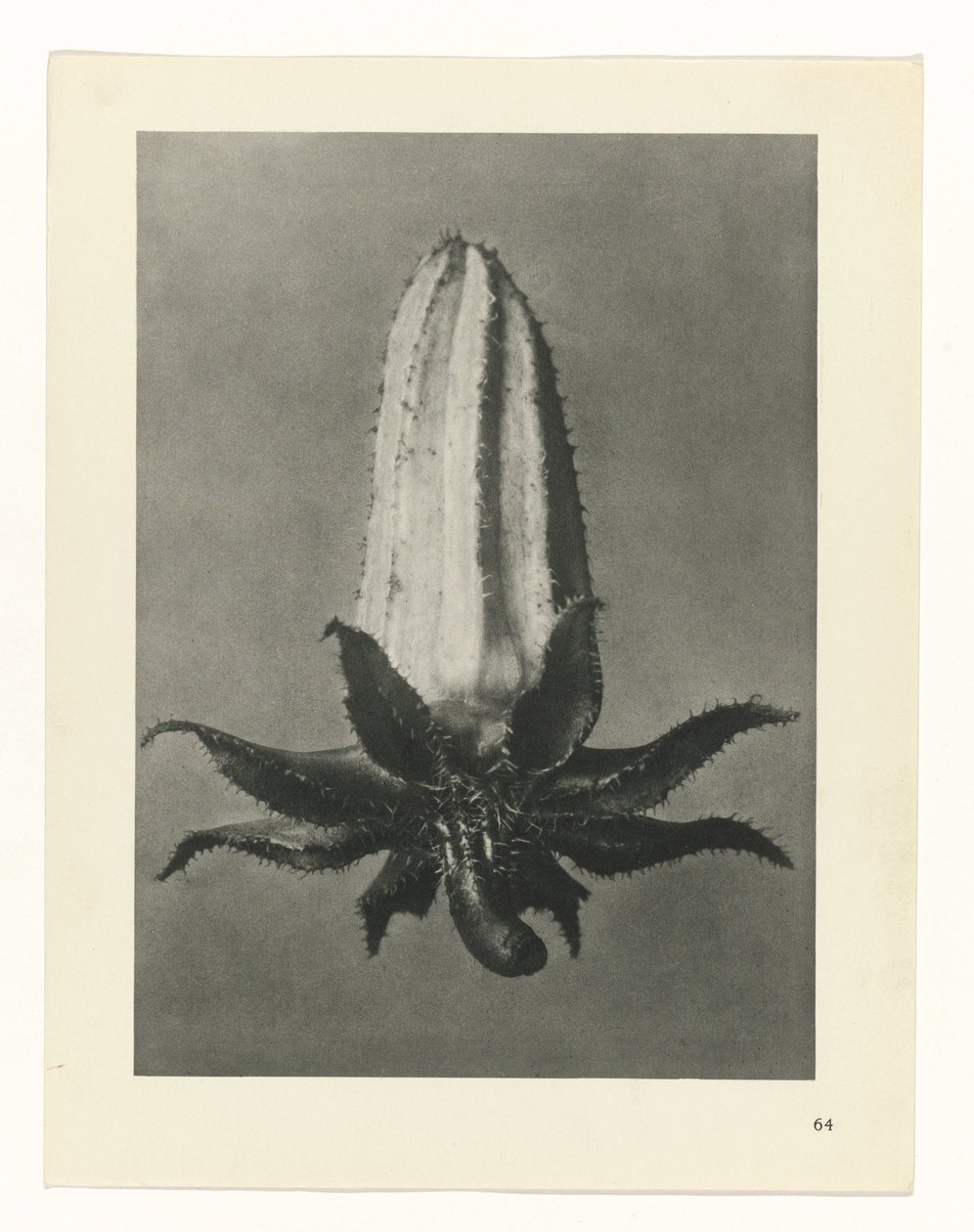 planlægge undersøgelse Arketyper af kunst (serietitel) af Karl Blossfeldt