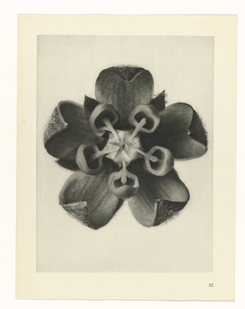 planlægge undersøgelse Arketyper af kunst (serietitel) af Karl Blossfeldt