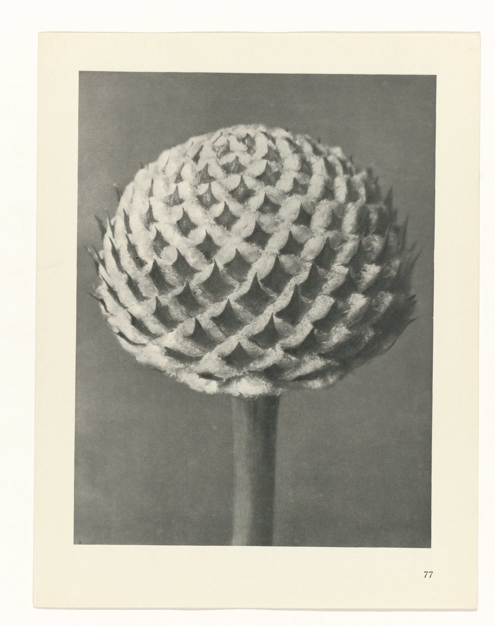planlægge undersøgelse Arketyper af kunst (serietitel) af Karl Blossfeldt
