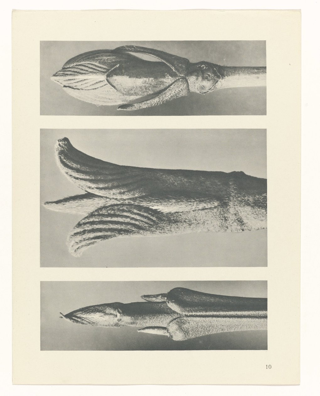 planlægge undersøgelse Arketyper af kunst (serietitel) af Karl Blossfeldt