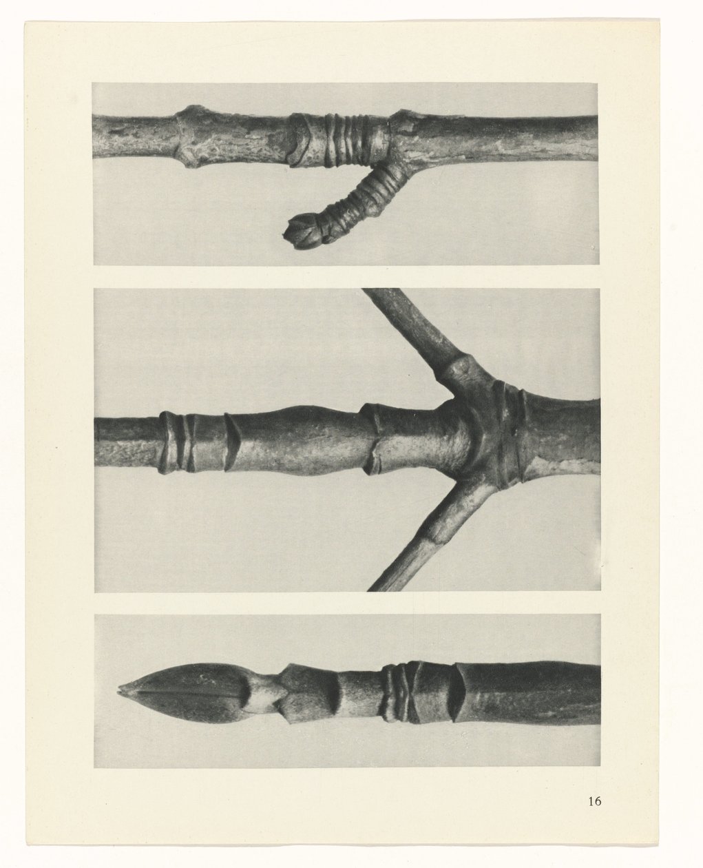 planlægge undersøgelse Arketyper af kunst (serietitel) af Karl Blossfeldt