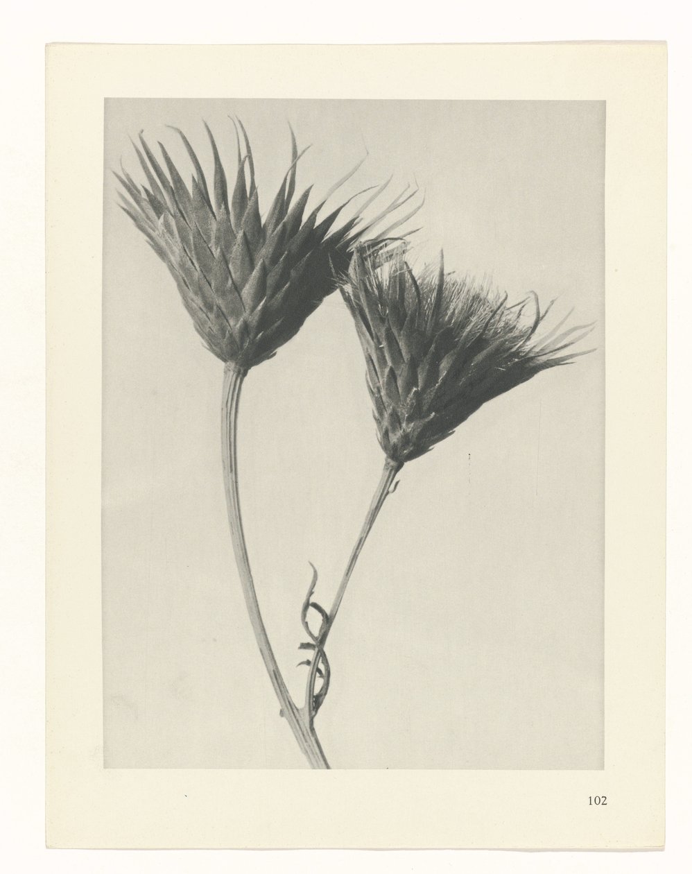 planlægge undersøgelse Arketyper af kunst (serietitel) af Karl Blossfeldt