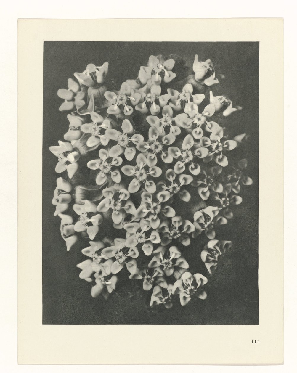 planlægge undersøgelse Arketyper af kunst (serietitel) af Karl Blossfeldt