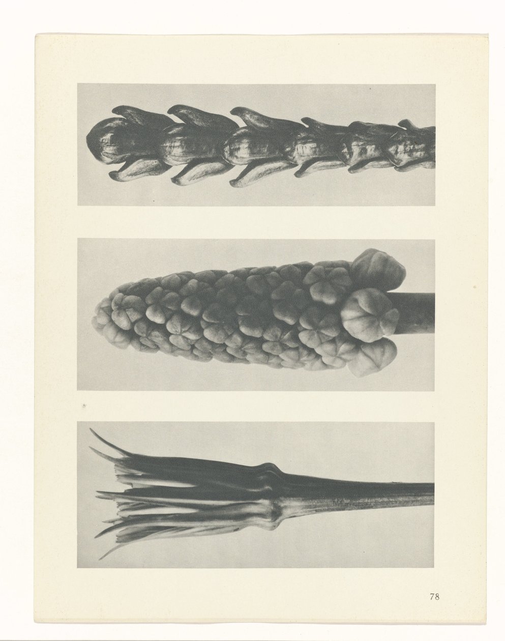 planlægge undersøgelse Arketyper af kunst (serietitel) af Karl Blossfeldt