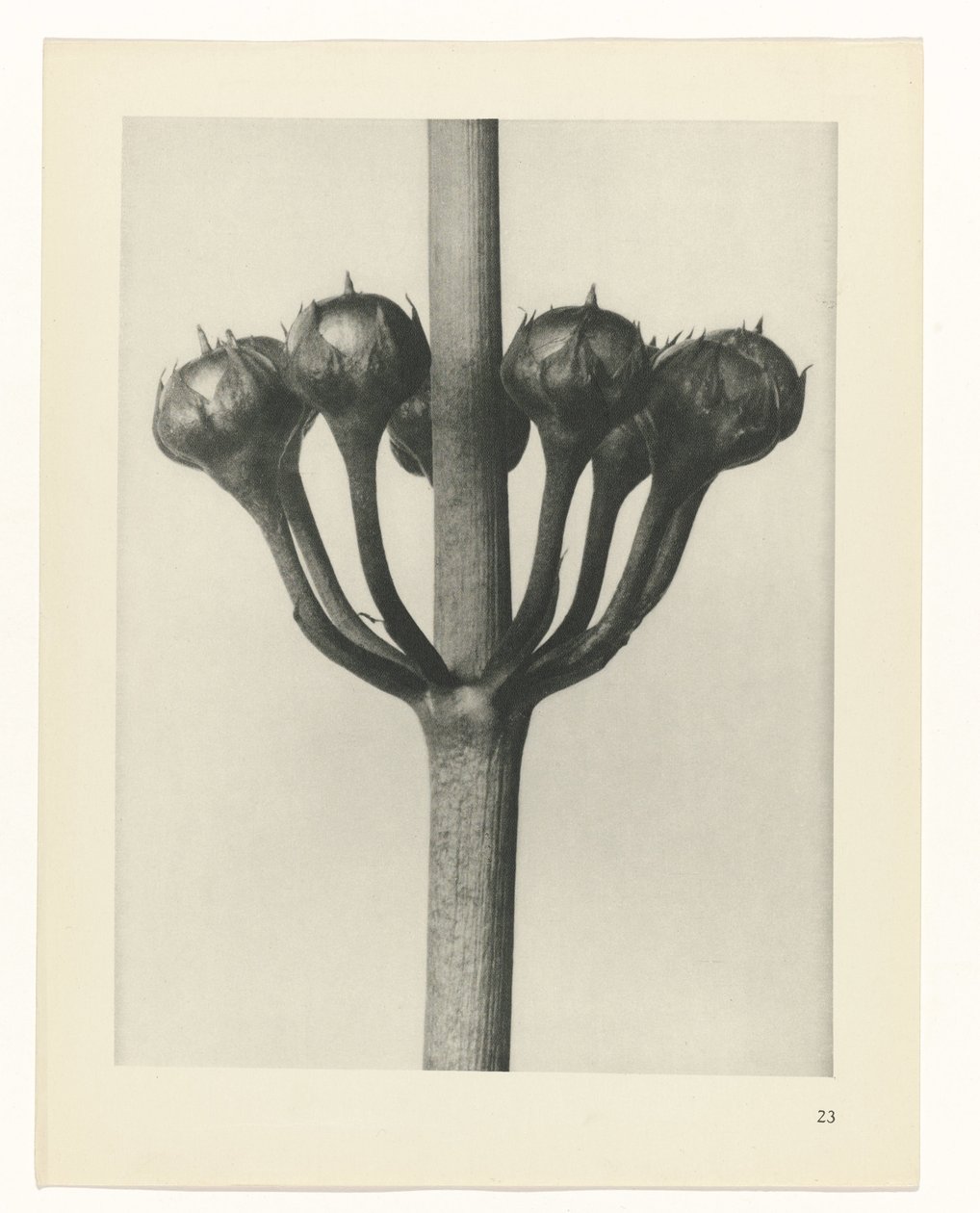 planlægge undersøgelse Arketyper af kunst (serietitel) af Karl Blossfeldt