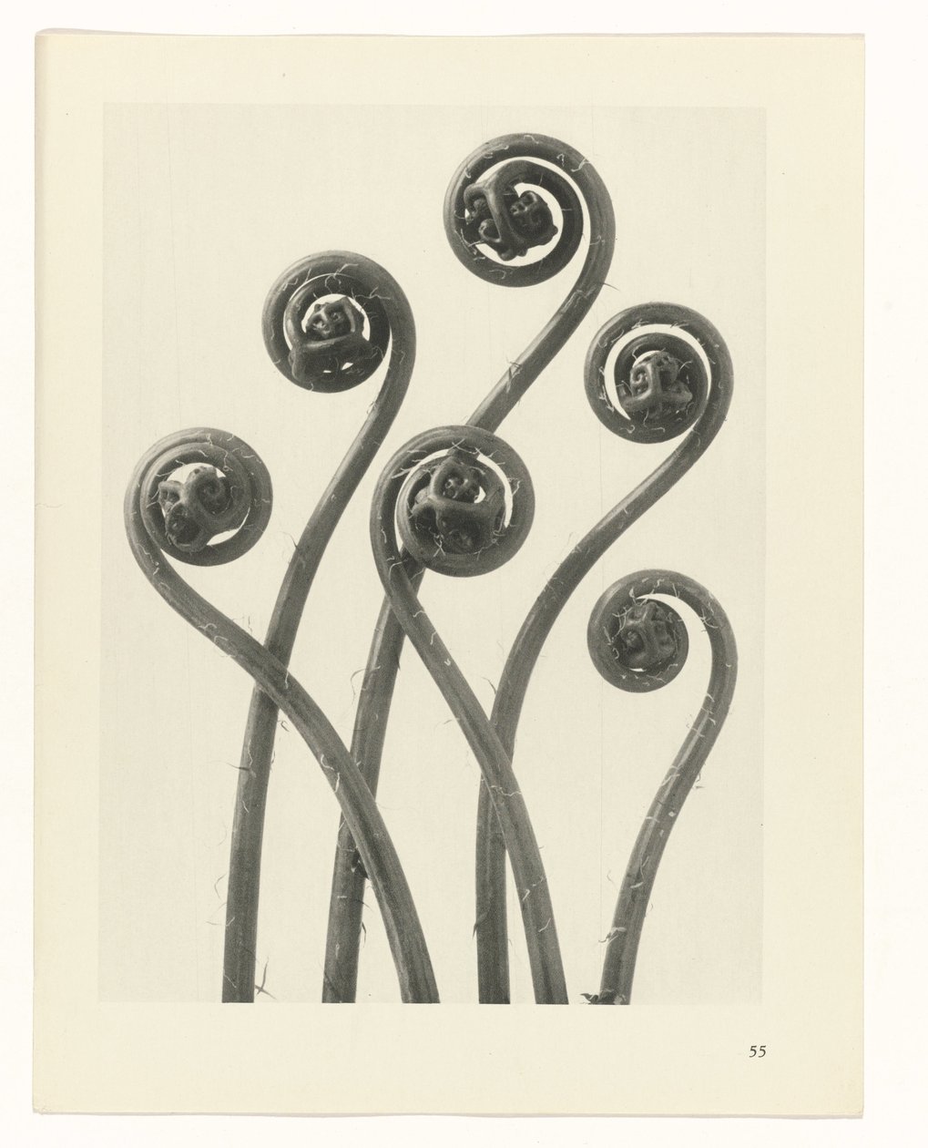 planlægge undersøgelse Arketyper af kunst (serietitel) af Karl Blossfeldt