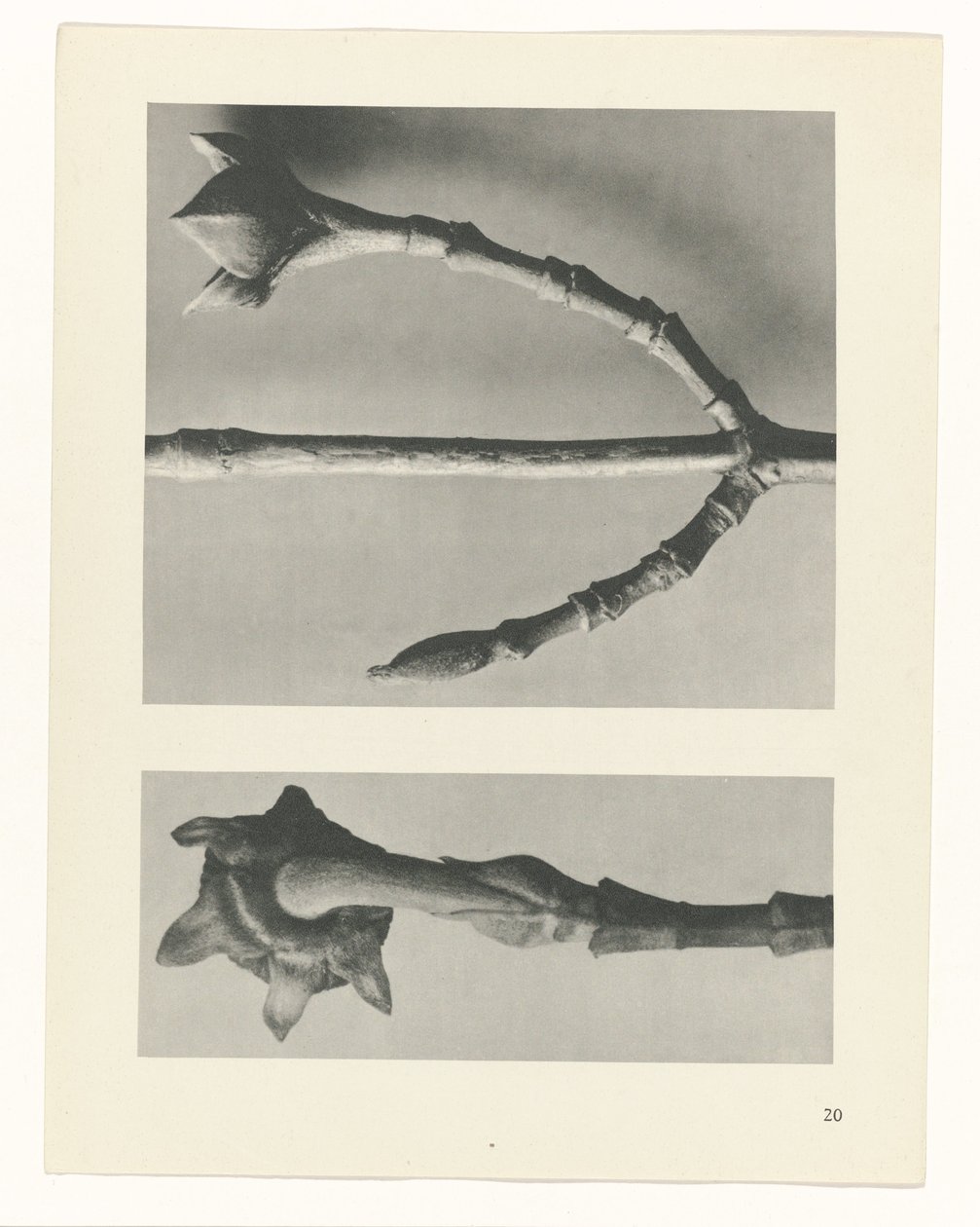 planlægge undersøgelse Arketyper af kunst (serietitel) af Karl Blossfeldt