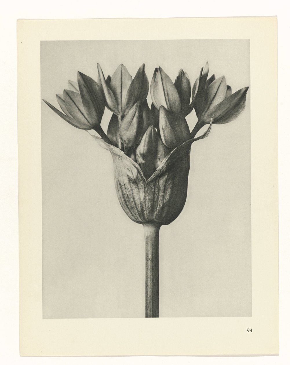 planlægge undersøgelse Arketyper af kunst (serietitel) af Karl Blossfeldt