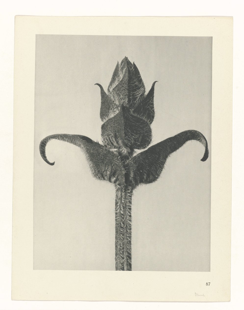 planlægge undersøgelse Arketyper af kunst (serietitel) af Karl Blossfeldt