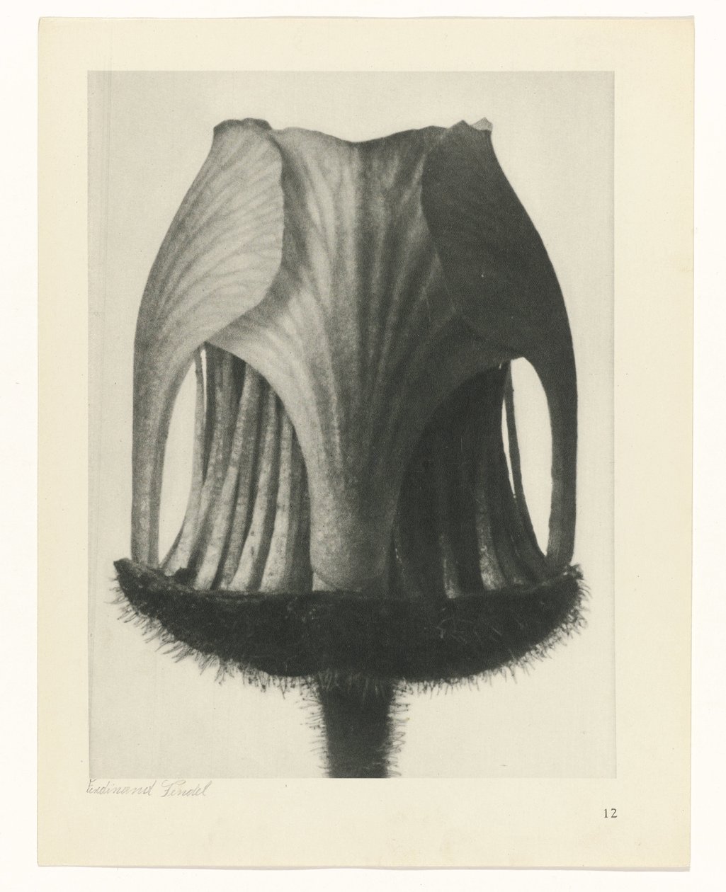 planlægge undersøgelse Arketyper af kunst (serietitel) af Karl Blossfeldt