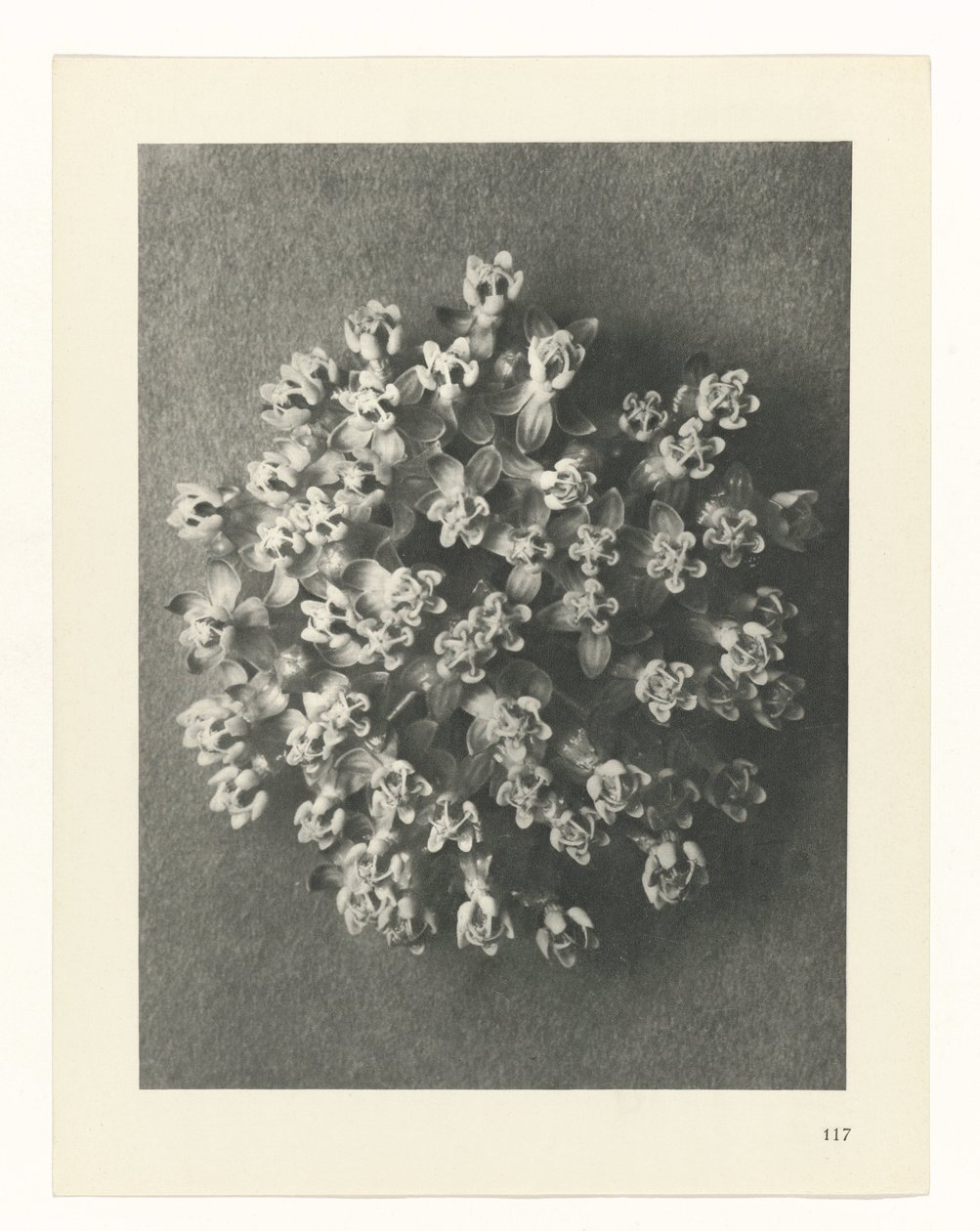 planlægge undersøgelse Arketyper af kunst (serietitel) af Karl Blossfeldt