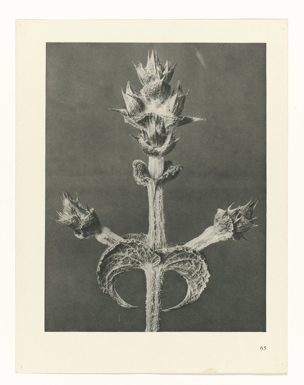 planlægge undersøgelse Arketyper af kunst (serietitel) af Karl Blossfeldt